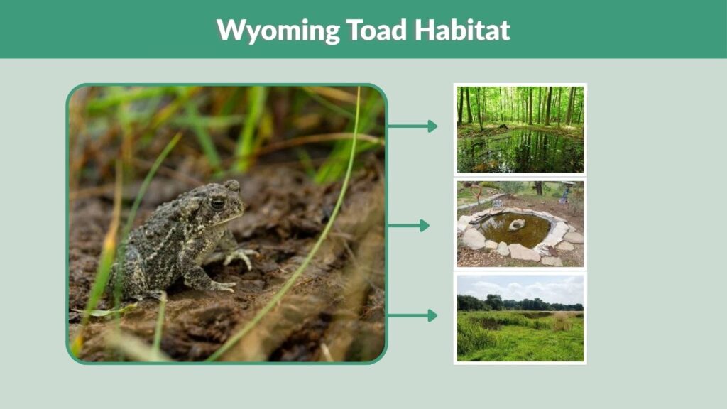 Wyoming Toad Habitat