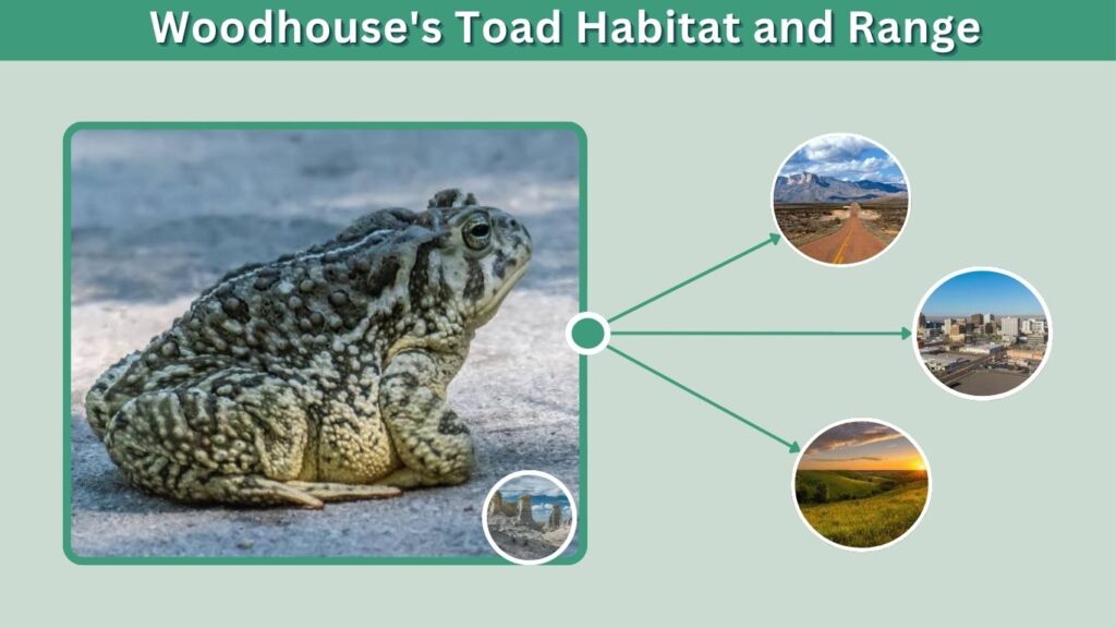 Woodhouse's Toad Habitat and Range