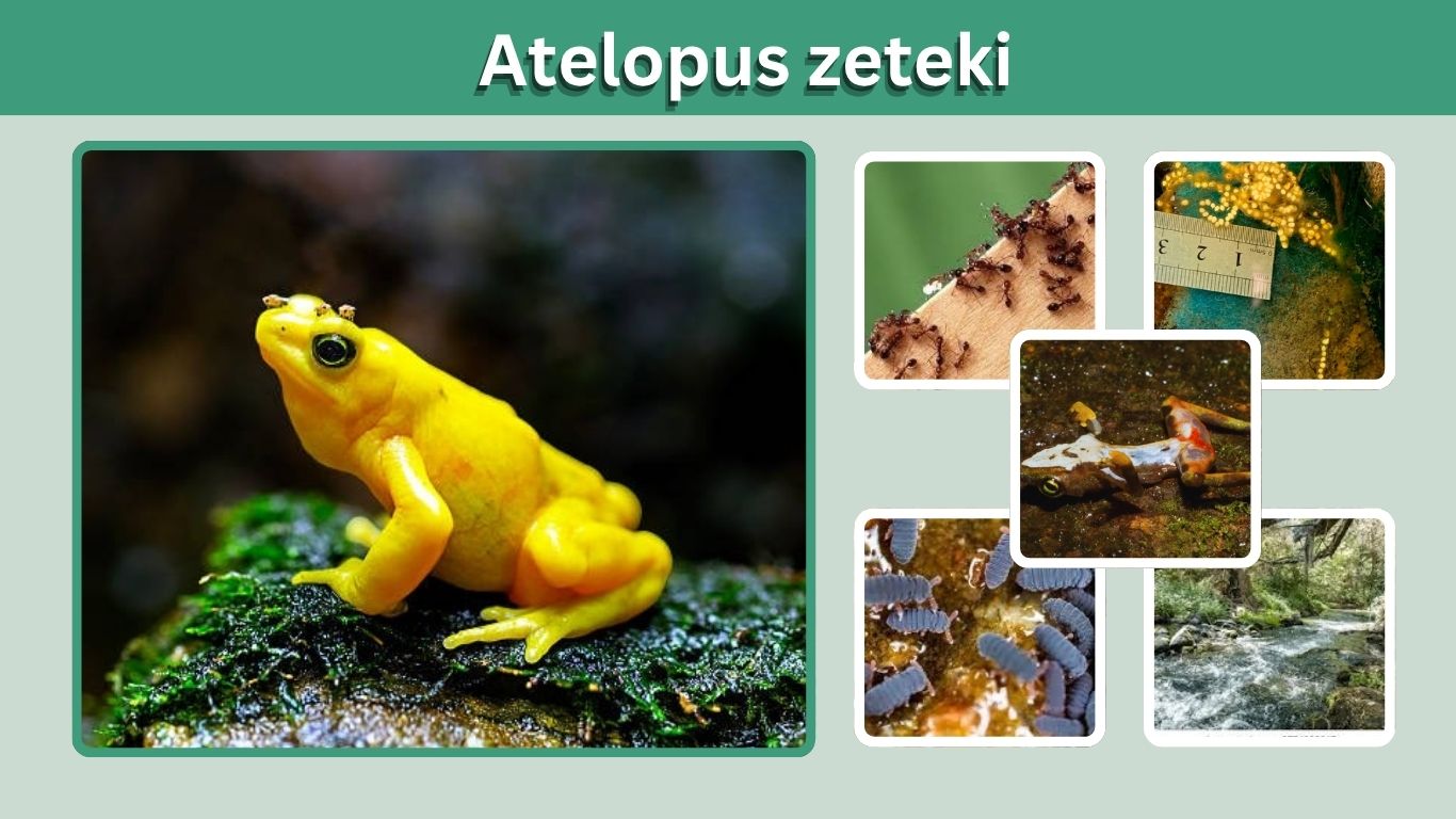 Atelopus zeteki: Habitat, Diet and Care Facts