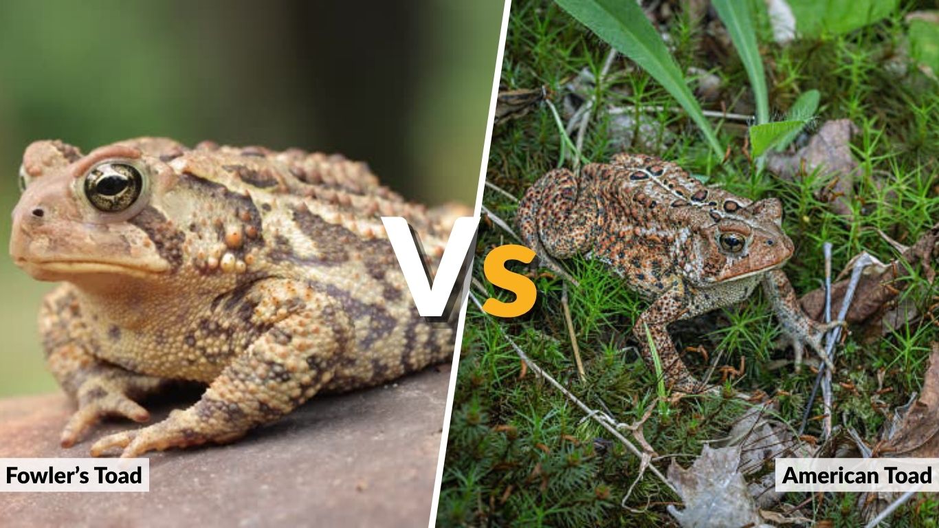 Fowler’s Toad vs American Toad: Key Differences