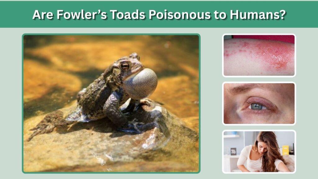Are Fowler’s Toads Poisonous to Humans?