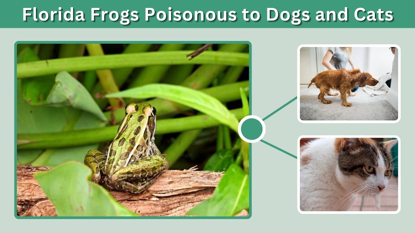 Florida Frogs Poisonous to Dogs and Cats: What to Know