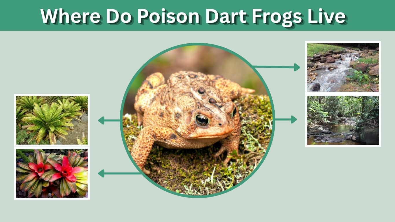 Where Do Poison Dart Frogs Live? Habitat and Range