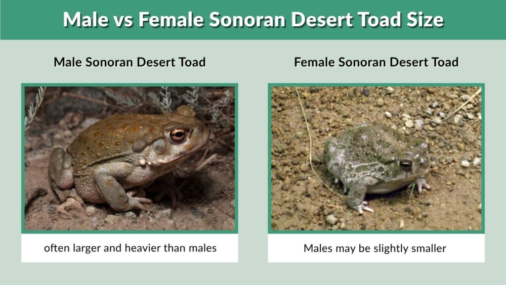 Male vs Female Sonoran Desert Toad Size