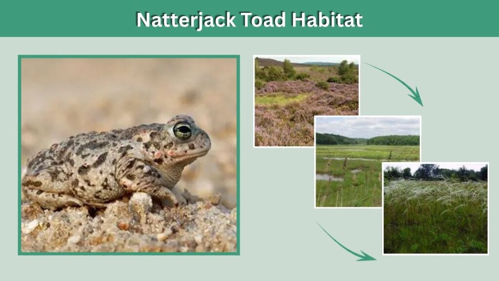 Natterjack Toad Habitat