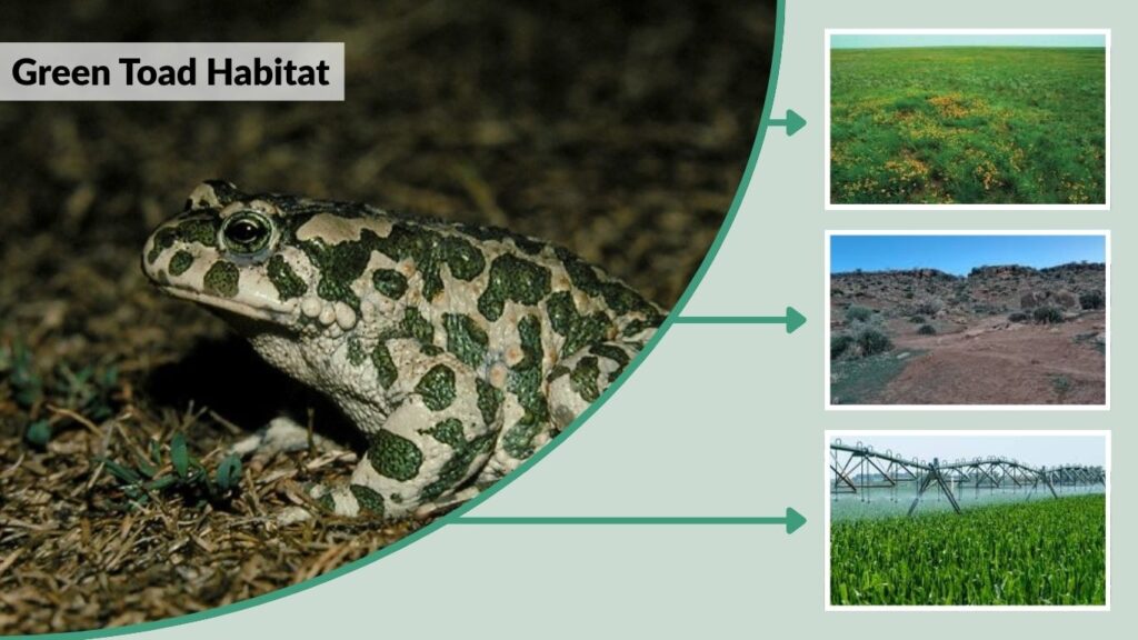 Green Toad Habitat