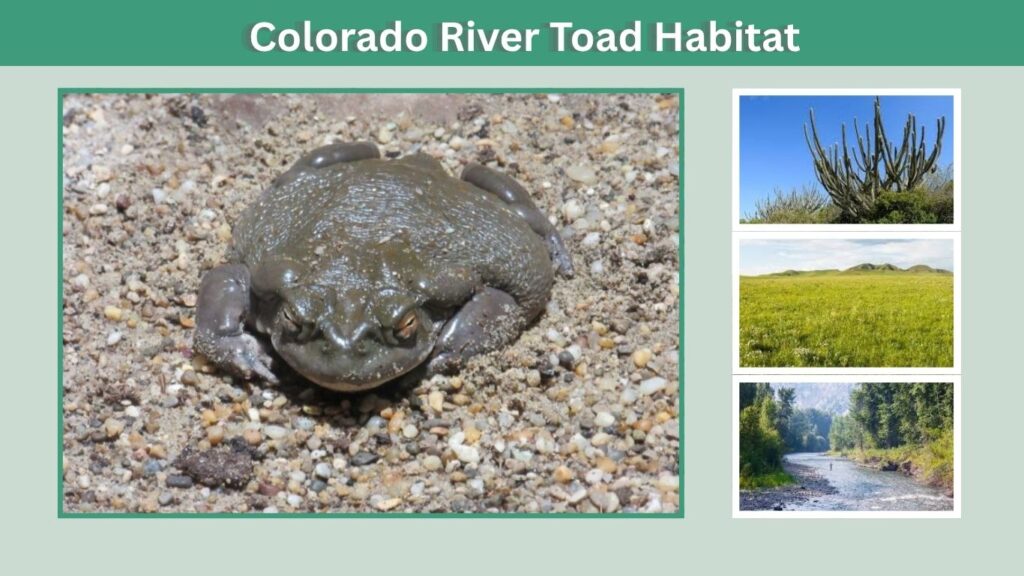 Colorado River Toad Habitat