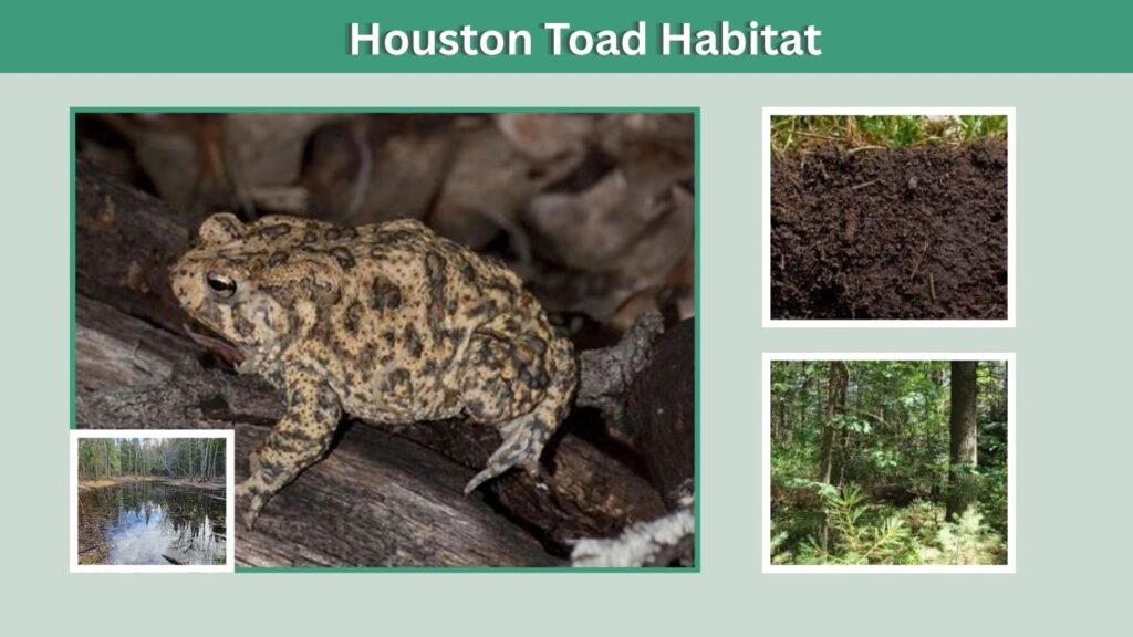 Houston Toad Habitat