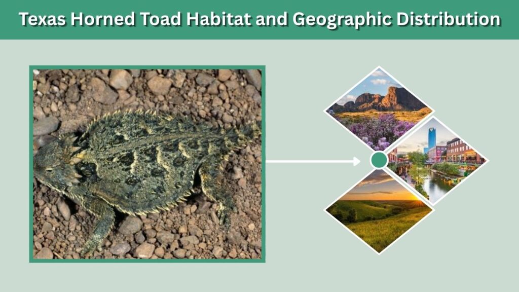 Texas Horned Toad Habitat and Geographic Distribution