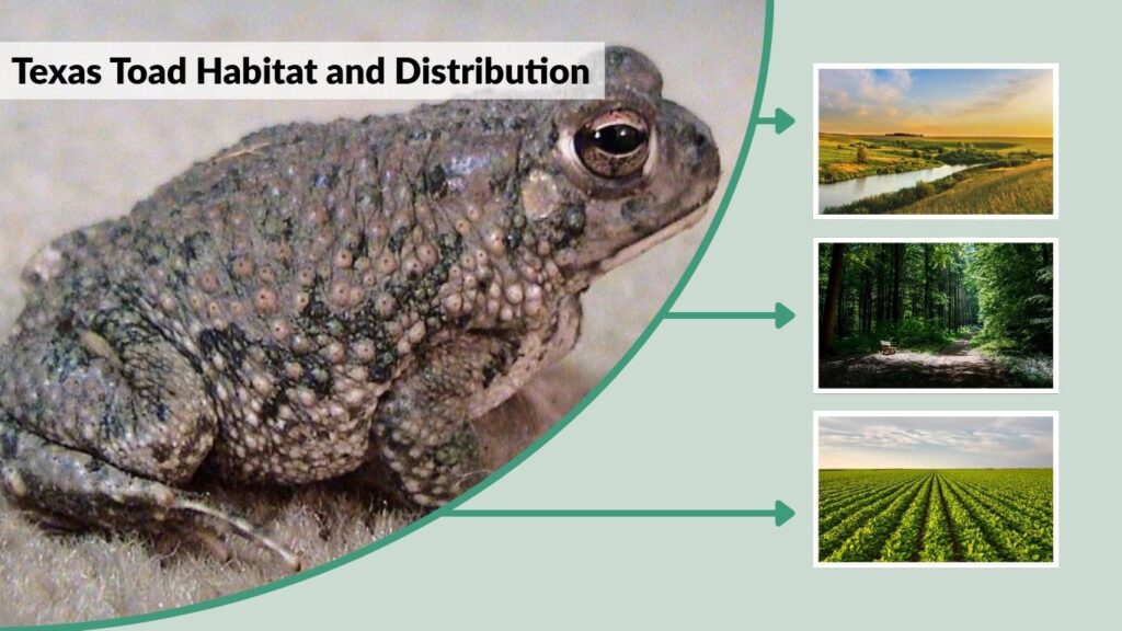Texas Toad Habitat and Distribution
