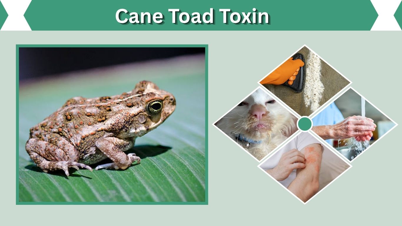 Cane Toad Toxin: Skin Risk, Dog Poisoning, and Removal