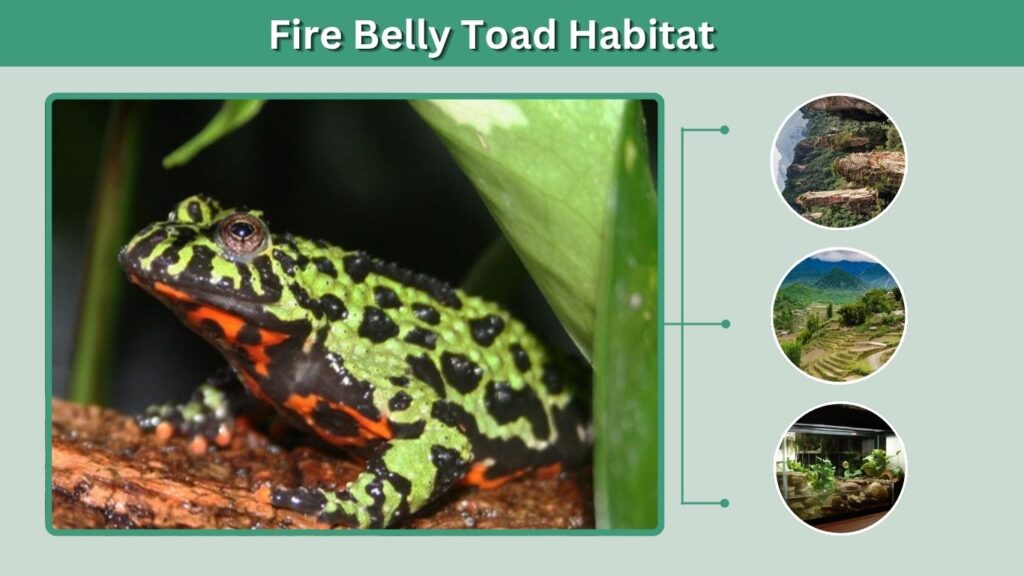 Fire Belly Toad Habitat