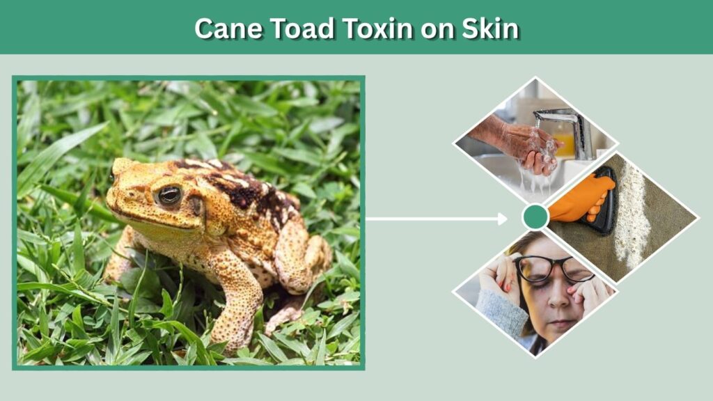 Cane Toad Toxin on Skin