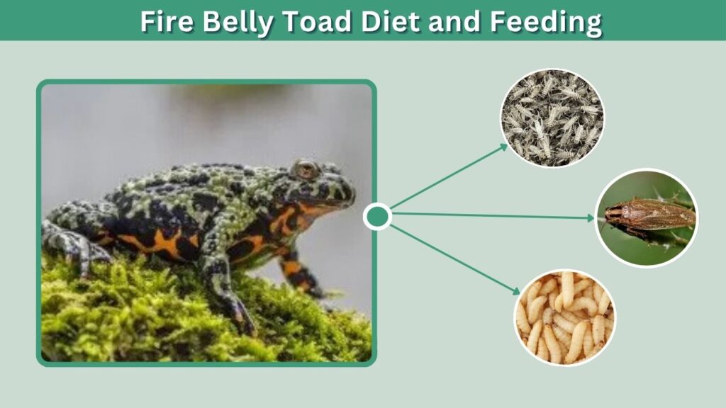 Fire Belly Toad Diet and Feeding