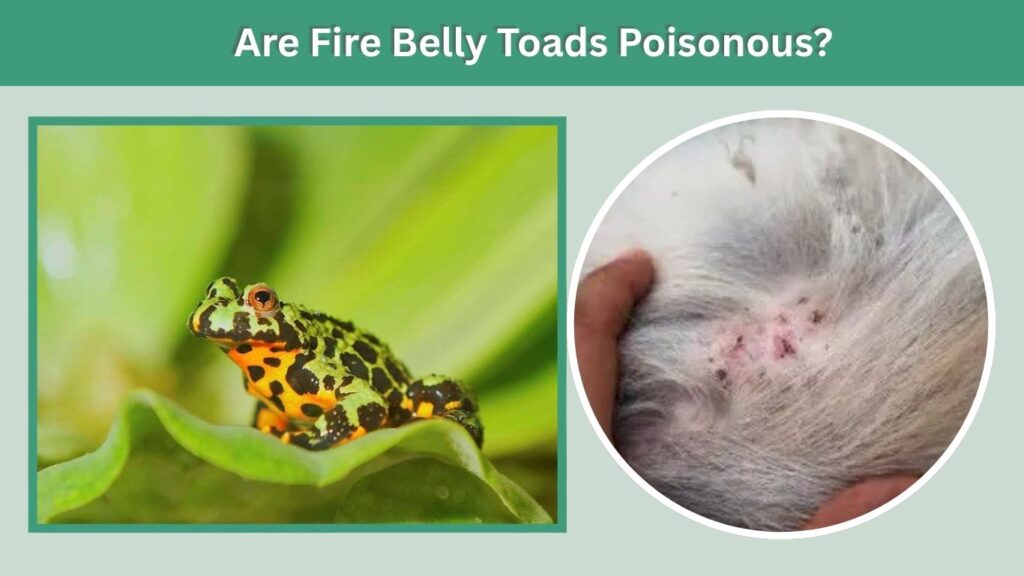 Are Fire Belly Toads Poisonous?