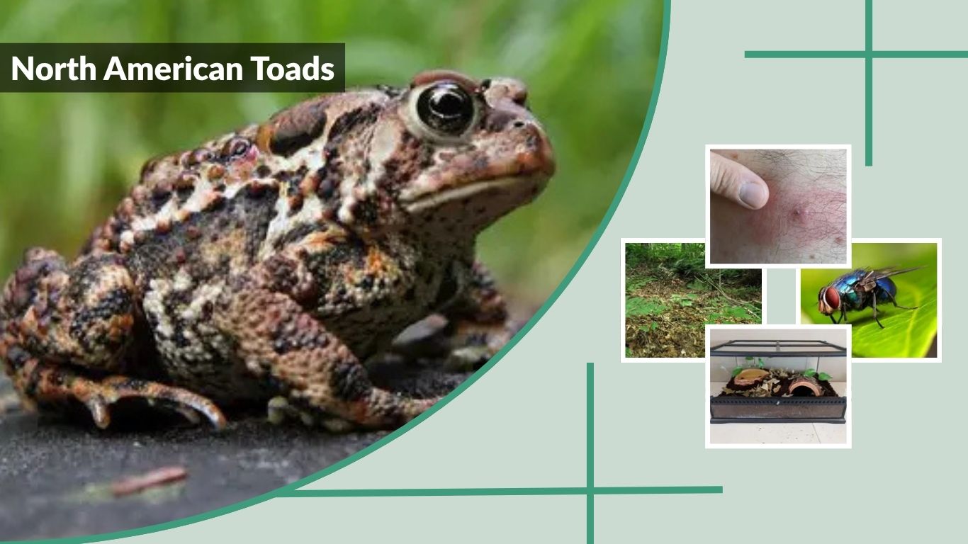 North American Toads: Species, Habitat, Diet and Safety