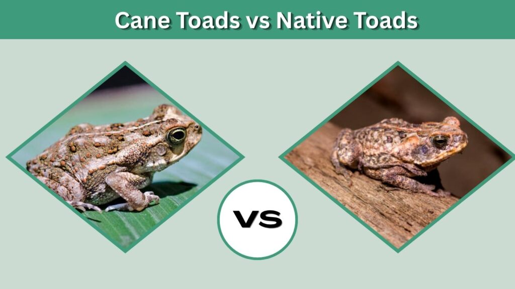 Cane Toads vs Native Toads
