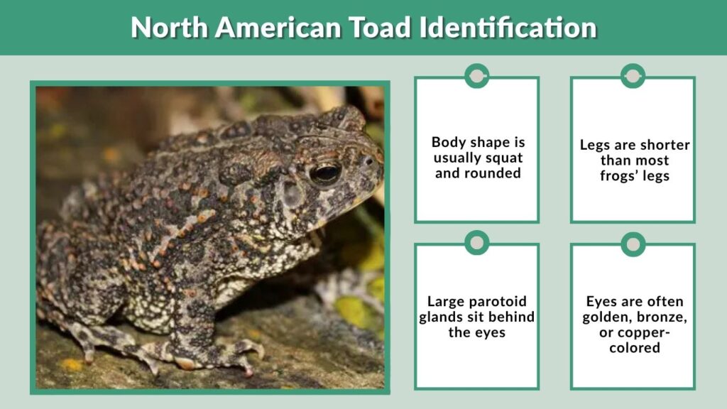 North American Toad Identification