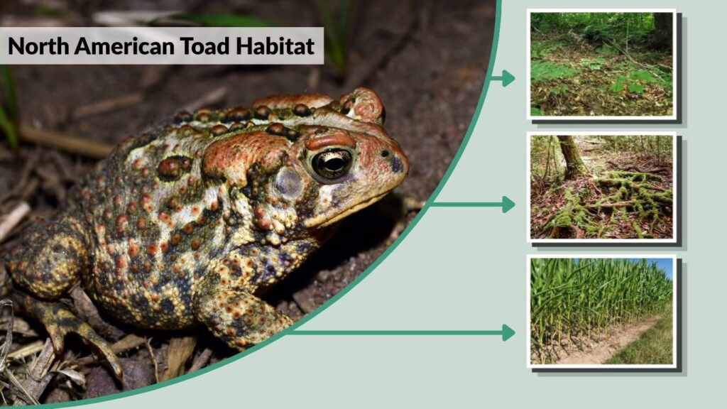 What Do North American Toads Eat?
