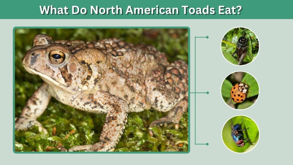 What Do North American Toads Eat?