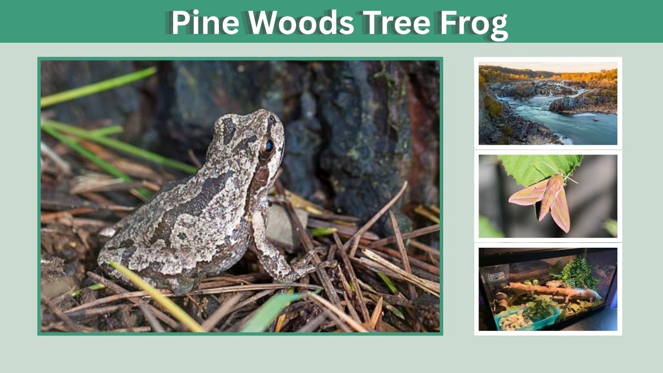 Pine Woods Tree Frog: Call, Diet, Habitat and Range