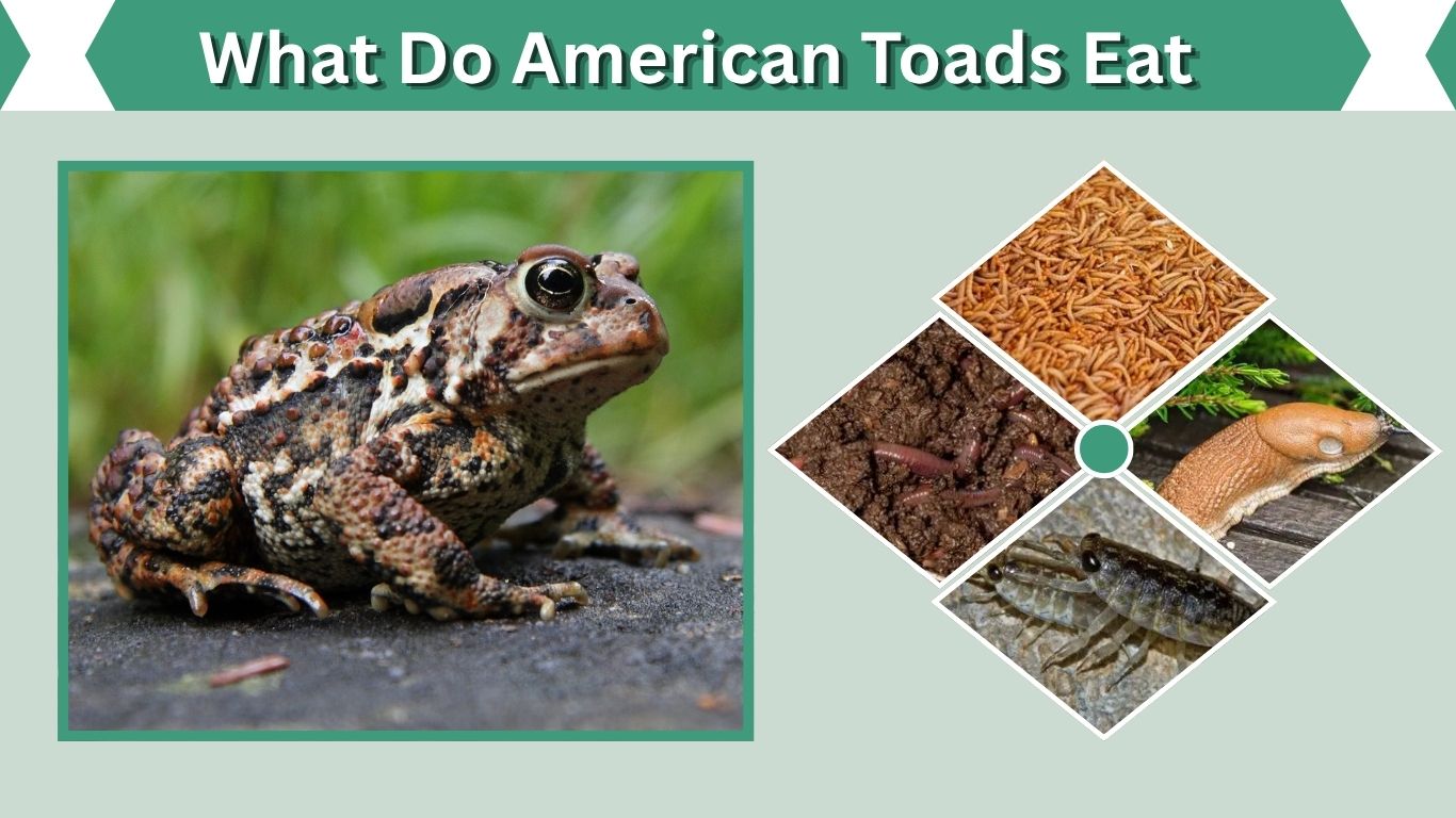 What Do American Toads Eat? Wild and Captive Diet Guide