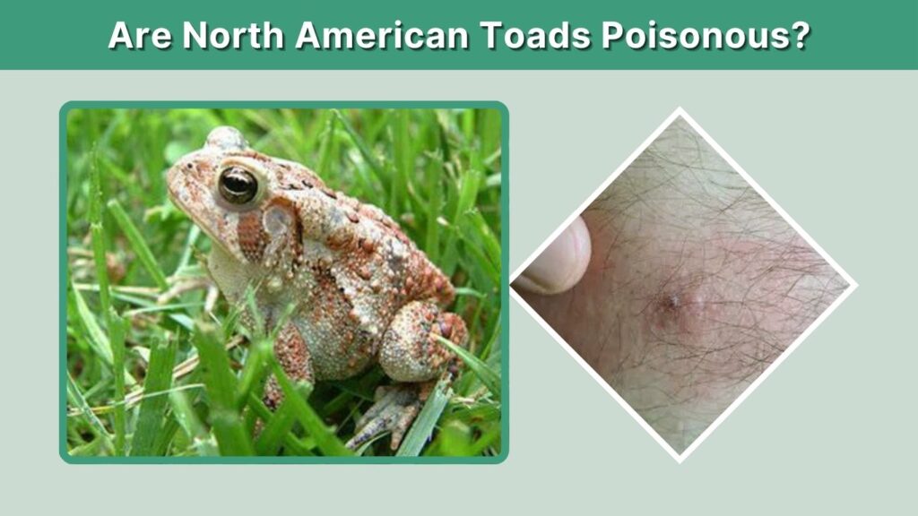 Are North American Toads Poisonous?