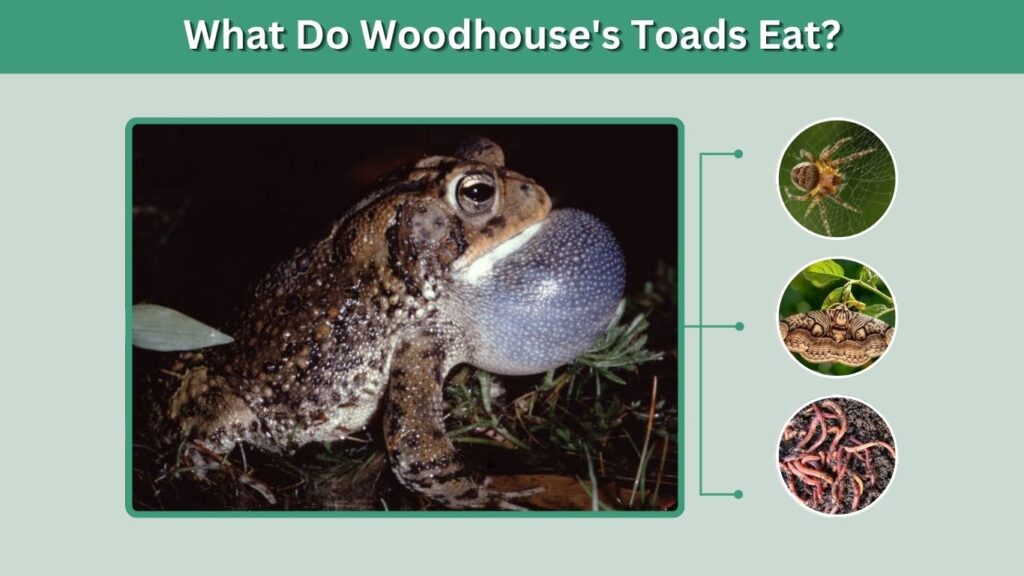 What Do Woodhouse's Toads Eat?