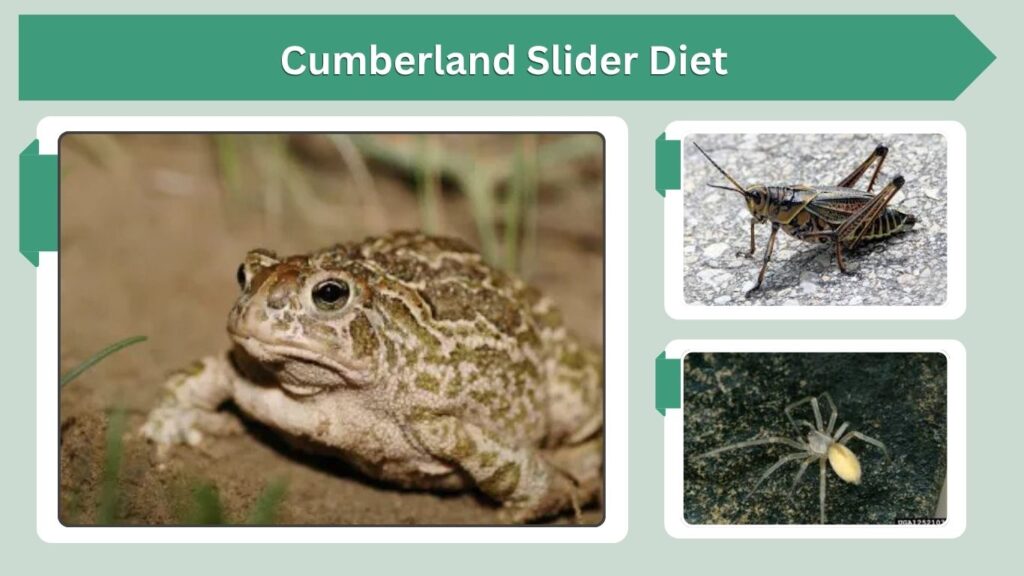 Great Plains Toad Diet