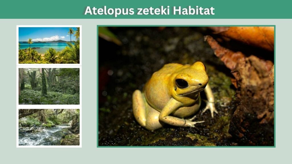Atelopus zeteki Habitat