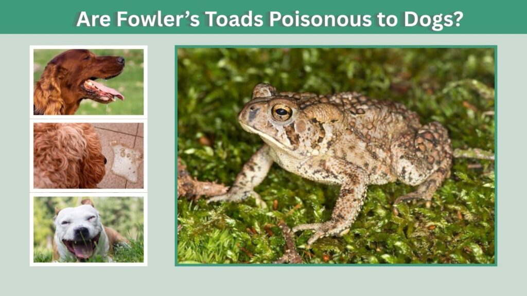 Are Fowler’s Toads Poisonous to Dogs?