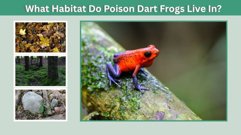 What Habitat Do Poison Dart Frogs Live In?