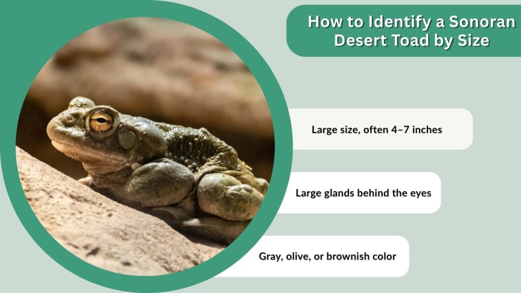 How to Identify a Sonoran Desert Toad by Size