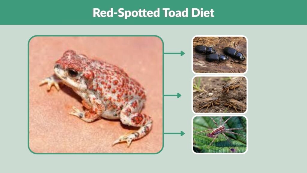 Red-Spotted Toad Diet