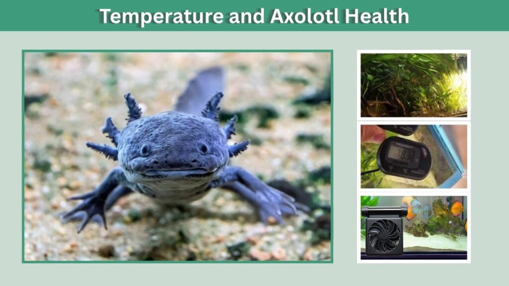 Temperature and Axolotl Health