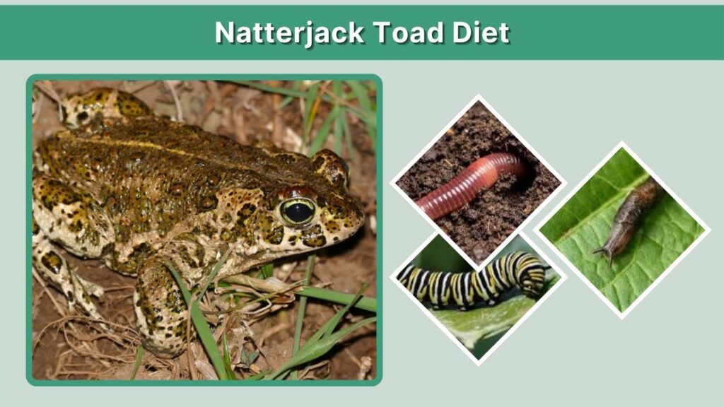 Natterjack Toad Diet