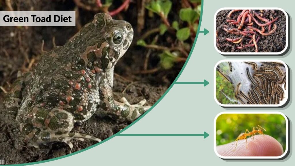 Green Toad Diet