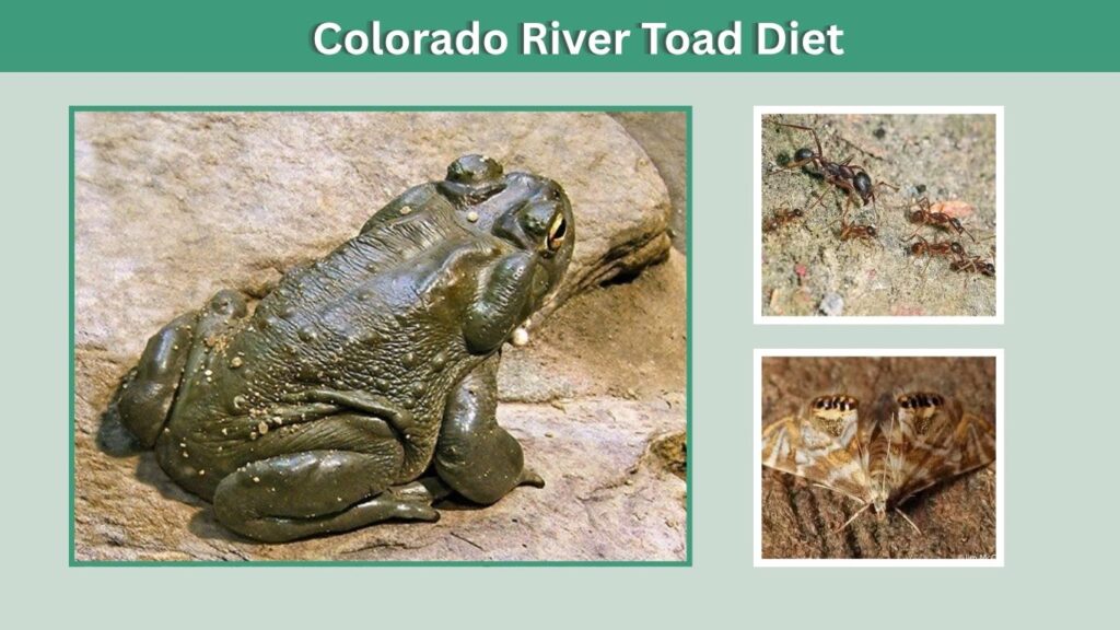 Colorado River Toad Diet