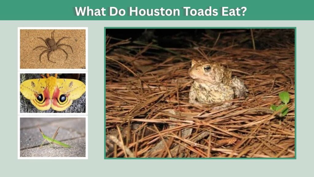 What Do Houston Toads Eat?