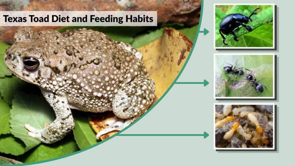 Texas Toad Diet and Feeding Habits