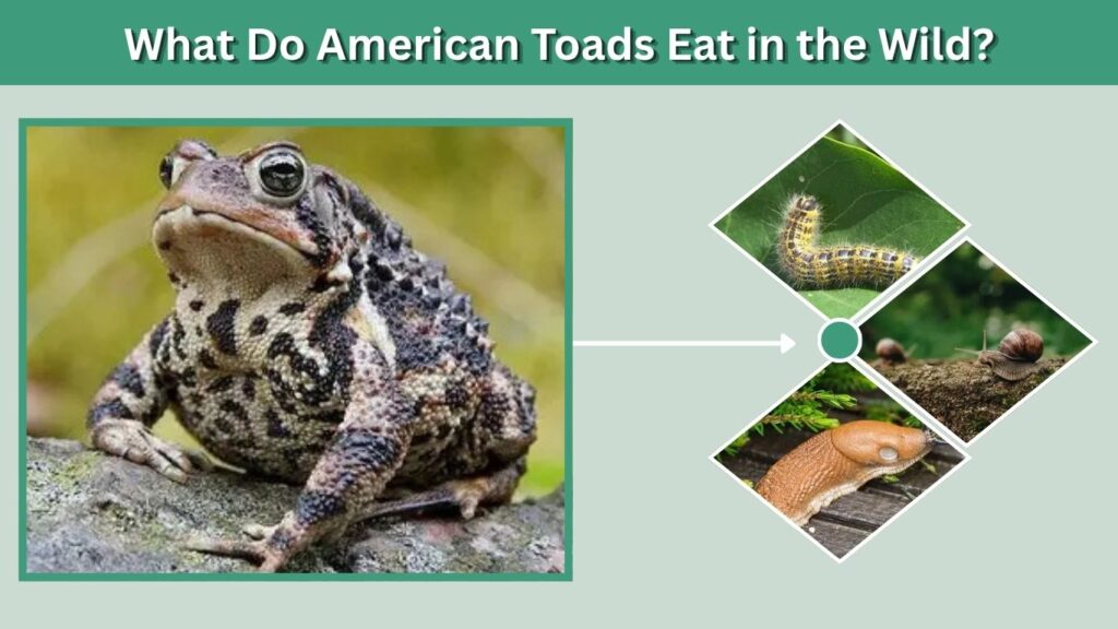 What Do American Toads Eat in the Wild?