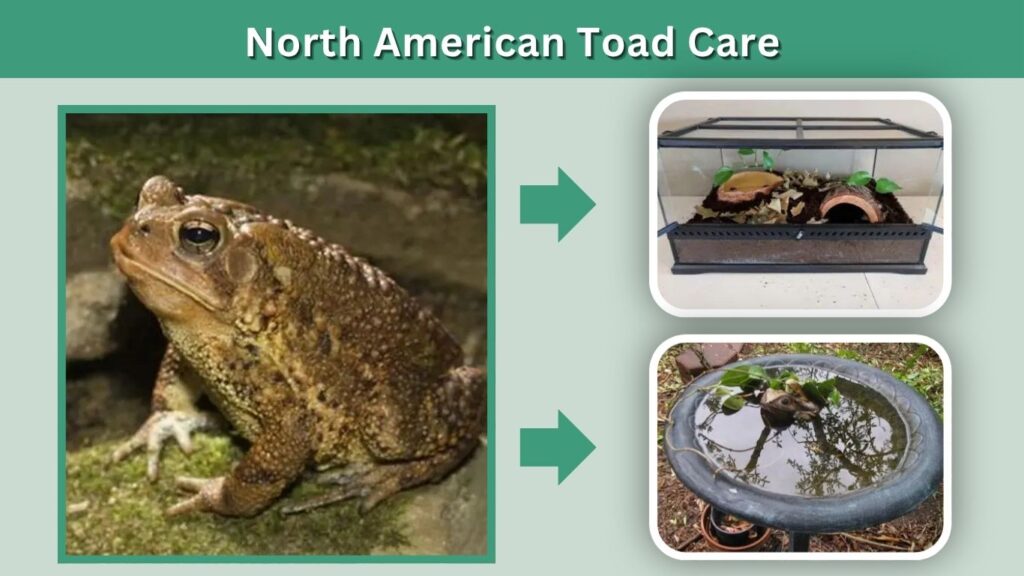 North American Toad Care