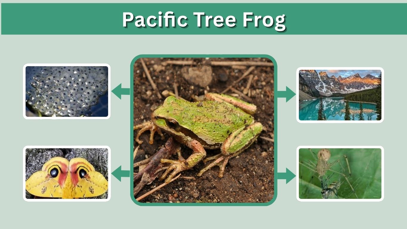 Pacific Tree Frog: Habitat, Diet and Amazing Facts