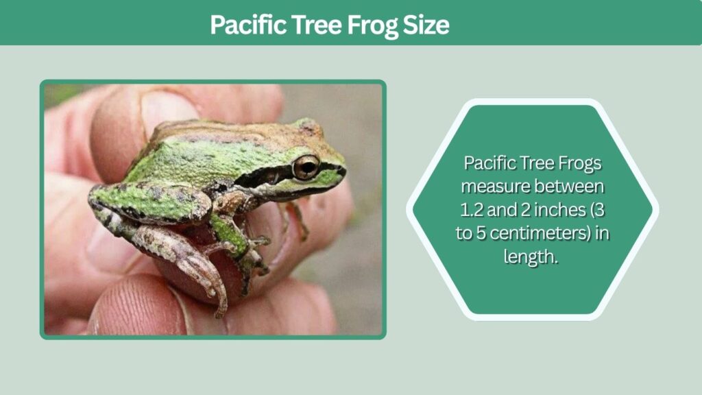 Pacific Tree Frog Size