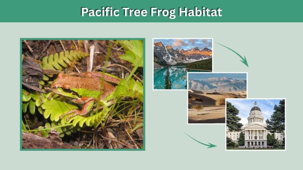 Pacific Tree Frog Habitat