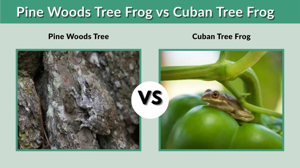 Pine Woods Tree Frog vs Cuban Tree Frog