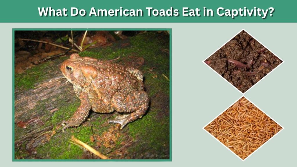 What Do American Toads Eat in Captivity?