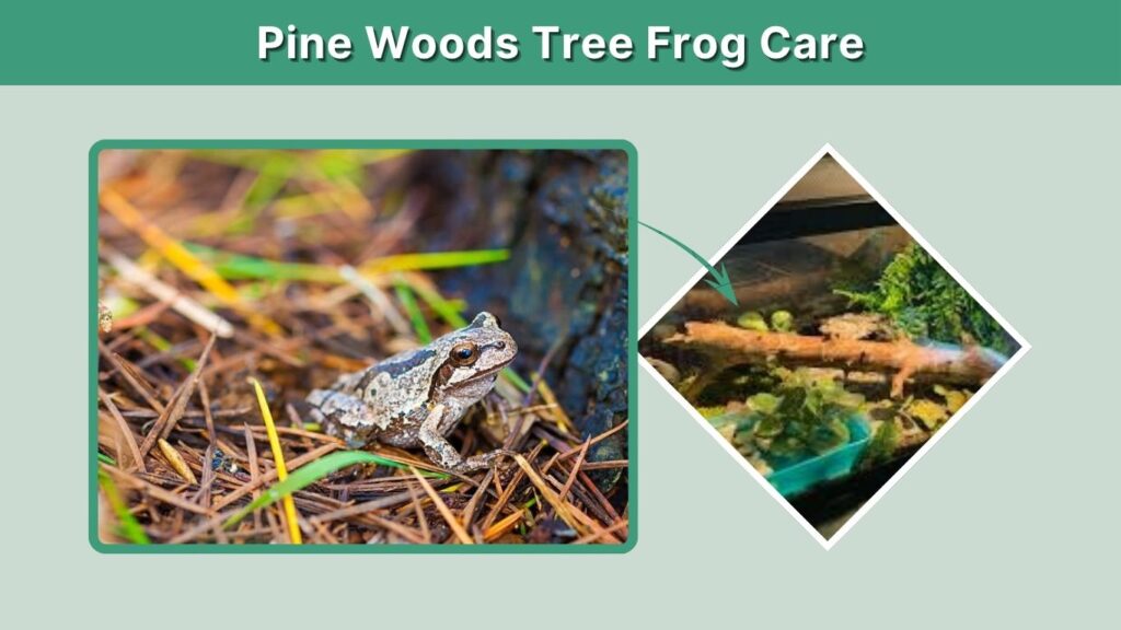 Pine Woods Tree Frog Care