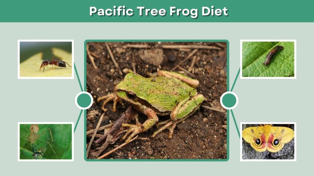 Pacific Tree Frog Diet