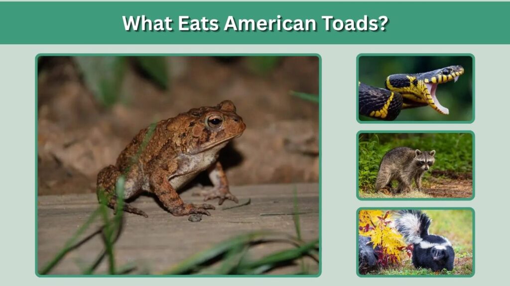 What Eats American Toads?